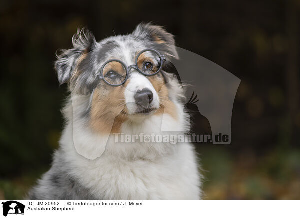 Australian Shepherd / Australian Shepherd / JM-20952
