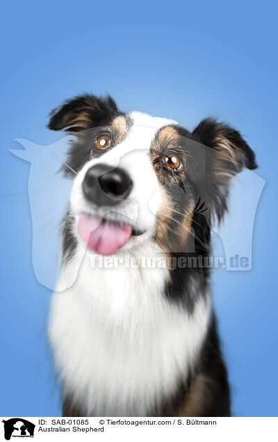 Australian Shepherd / Australian Shepherd / SAB-01085