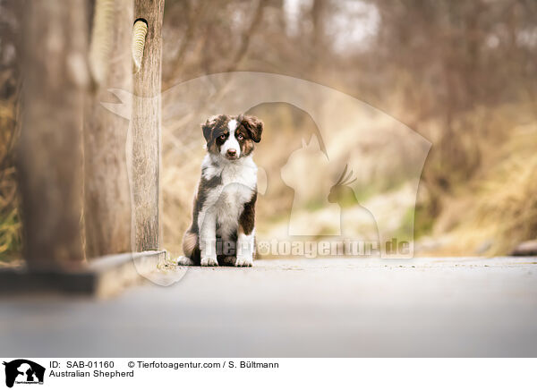Australian Shepherd / Australian Shepherd / SAB-01160