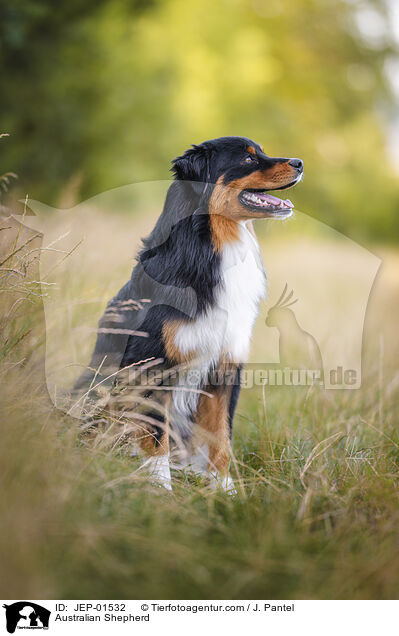 Australian Shepherd / Australian Shepherd / JEP-01532
