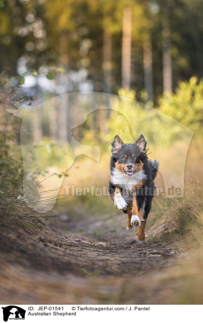 Australian Shepherd / Australian Shepherd / JEP-01541