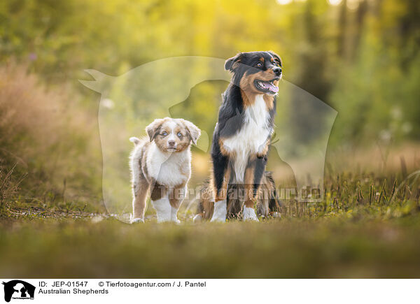 Australian Shepherds / Australian Shepherds / JEP-01547