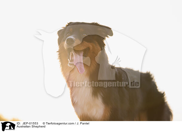 Australian Shepherd / Australian Shepherd / JEP-01553