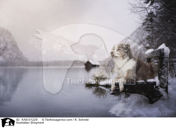 Australian Shepherd / Australian Shepherd / KAS-01229