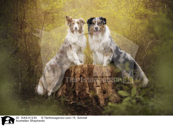 Australian Shepherds / Australian Shepherds / KAS-01230
