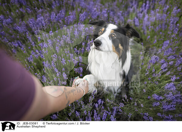 Australian Shepherd / Australian Shepherd / JEB-03081