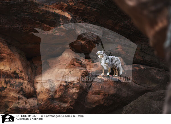 Australian Shepherd / Australian Shepherd / CRO-01037