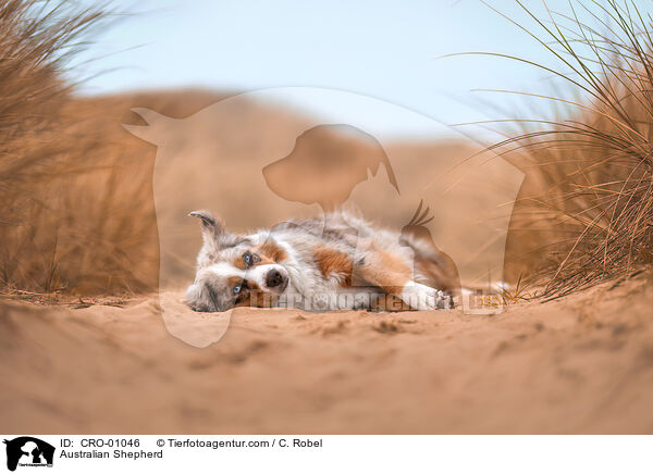 Australian Shepherd / Australian Shepherd / CRO-01046