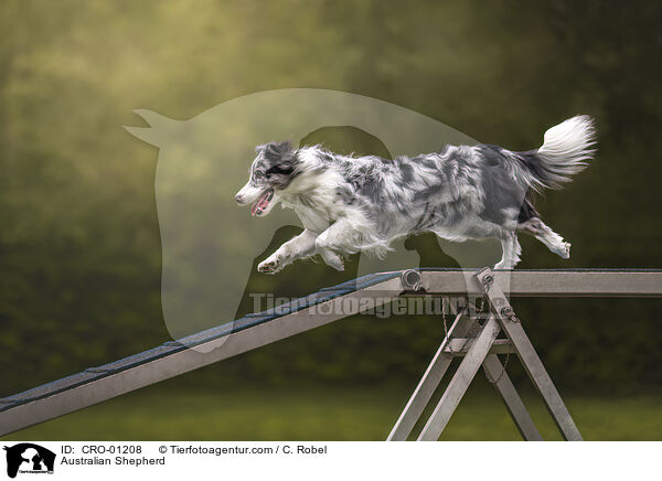 Australian Shepherd / Australian Shepherd / CRO-01208