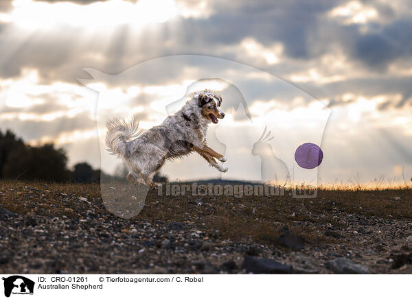 Australian Shepherd / Australian Shepherd / CRO-01261
