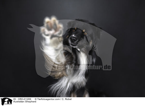 Australian Shepherd / Australian Shepherd / CRO-01289