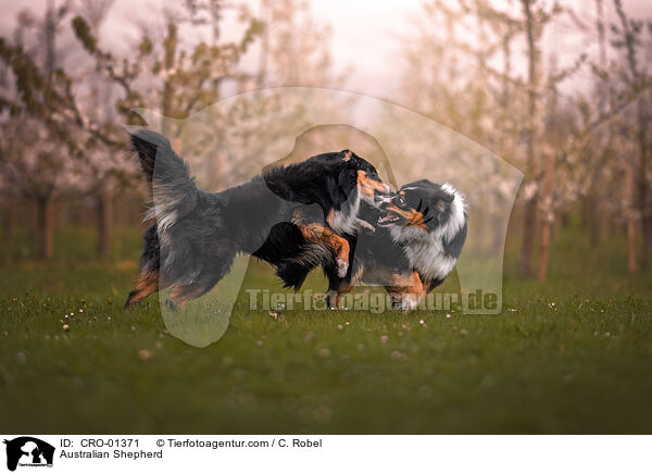 Australian Shepherd / Australian Shepherd / CRO-01371