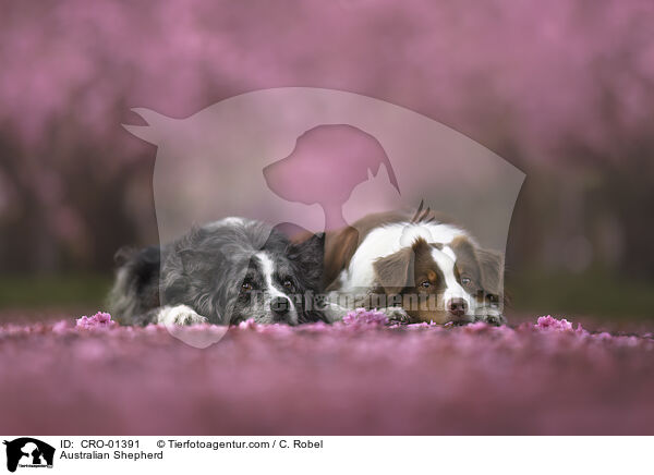 Australian Shepherd / Australian Shepherd / CRO-01391