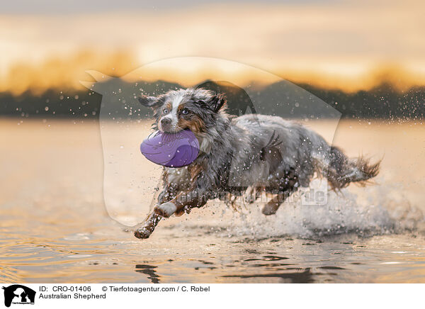 Australian Shepherd / Australian Shepherd / CRO-01406