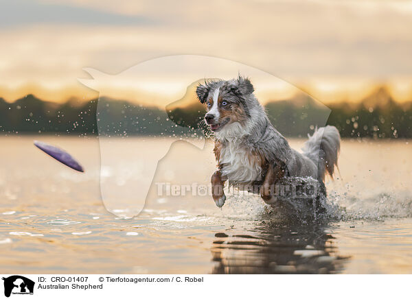 Australian Shepherd / Australian Shepherd / CRO-01407