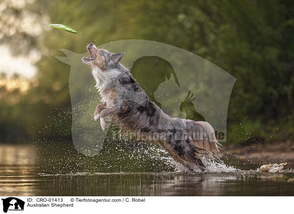 Australian Shepherd / Australian Shepherd / CRO-01413