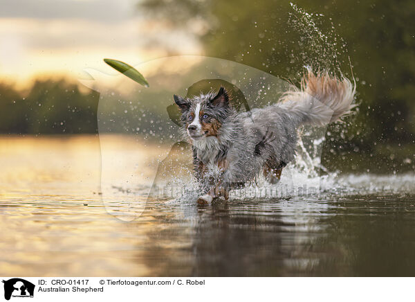 Australian Shepherd / Australian Shepherd / CRO-01417