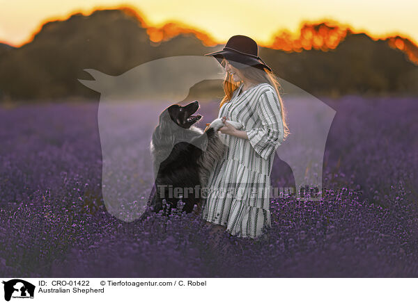 Australian Shepherd / Australian Shepherd / CRO-01422