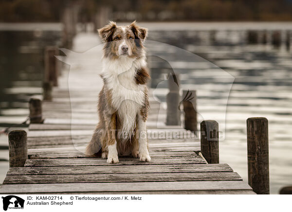 Australian Shepherd / Australian Shepherd / KAM-02714