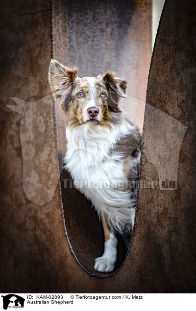 Australian Shepherd / Australian Shepherd / KAM-02893