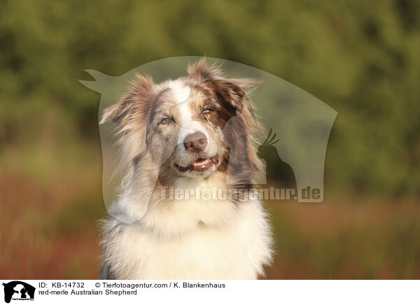 red-merle Australian Shepherd / red-merle Australian Shepherd / KB-14732