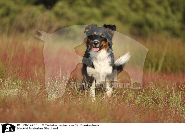 black-tri Australian Shepherd / black-tri Australian Shepherd / KB-14735