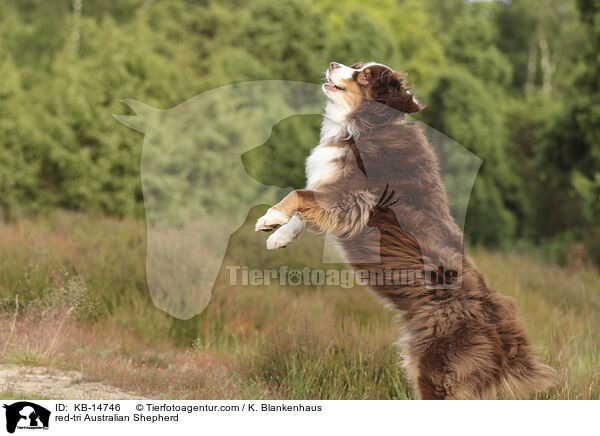 red-tri Australian Shepherd / red-tri Australian Shepherd / KB-14746