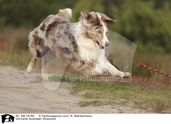 red-merle Australian Shepherd / KB-14760