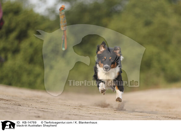 black-tri Australian Shepherd / KB-14769