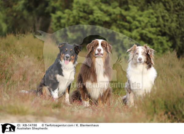 Australian Shepherds / Australian Shepherds / KB-14786