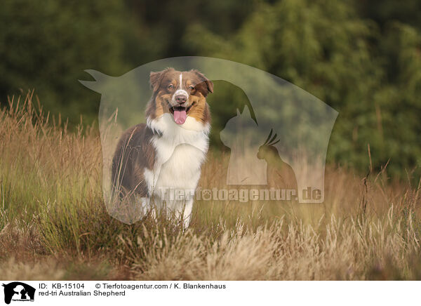 red-tri Australian Shepherd / red-tri Australian Shepherd / KB-15104
