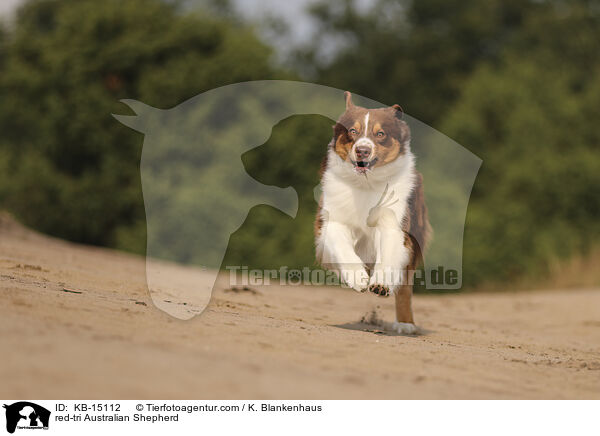 red-tri Australian Shepherd / red-tri Australian Shepherd / KB-15112