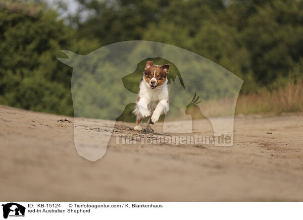 red-tri Australian Shepherd / red-tri Australian Shepherd / KB-15124