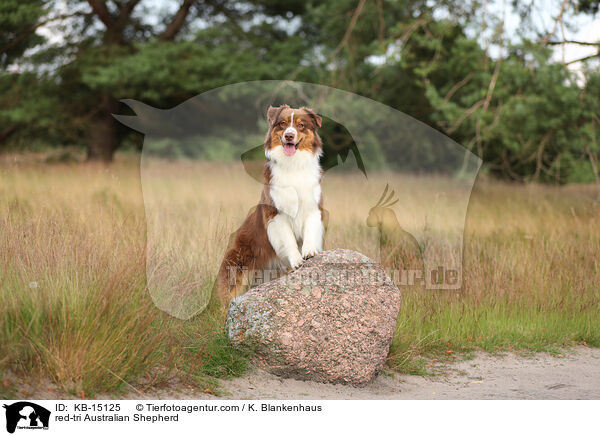 red-tri Australian Shepherd / red-tri Australian Shepherd / KB-15125
