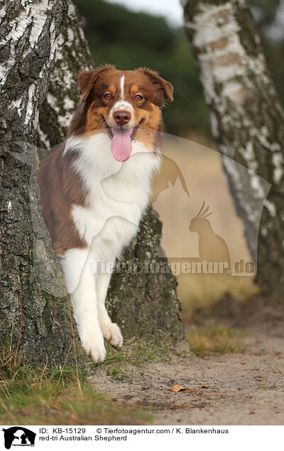 red-tri Australian Shepherd / red-tri Australian Shepherd / KB-15129
