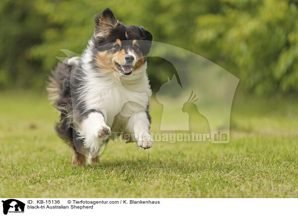 black-tri Australian Shepherd / black-tri Australian Shepherd / KB-15136