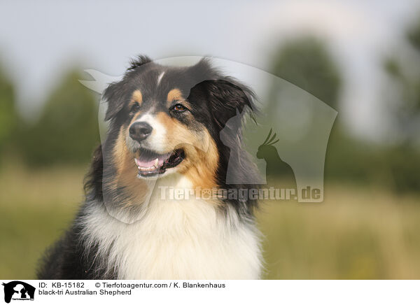 black-tri Australian Shepherd / black-tri Australian Shepherd / KB-15182