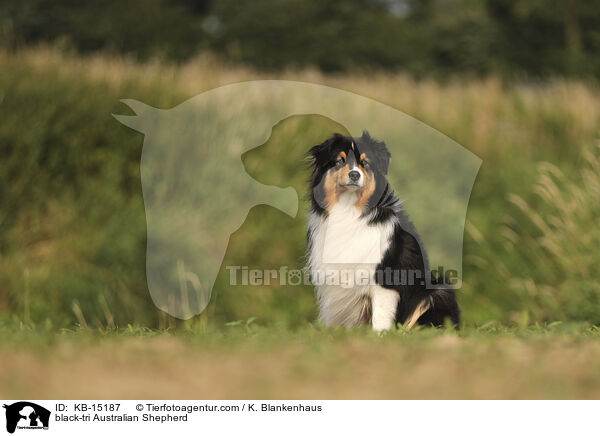 black-tri Australian Shepherd / black-tri Australian Shepherd / KB-15187