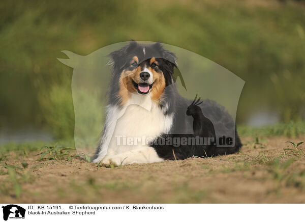 black-tri Australian Shepherd / black-tri Australian Shepherd / KB-15191