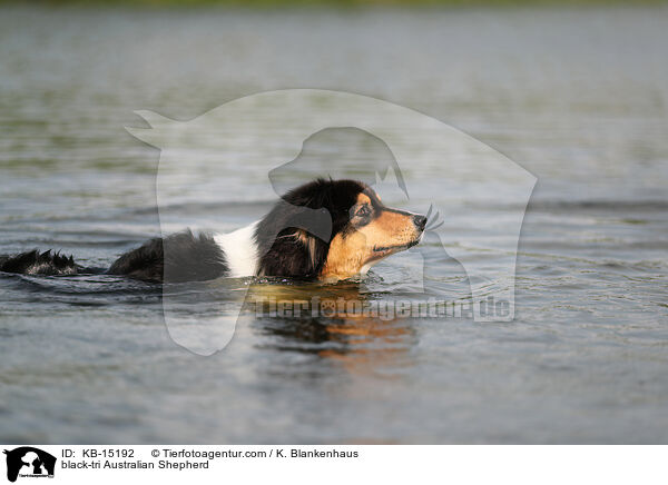 black-tri Australian Shepherd / black-tri Australian Shepherd / KB-15192