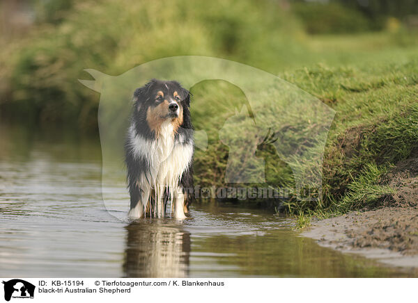 black-tri Australian Shepherd / black-tri Australian Shepherd / KB-15194