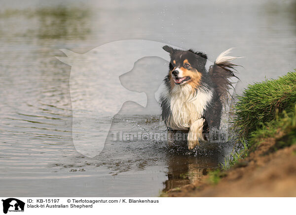 black-tri Australian Shepherd / black-tri Australian Shepherd / KB-15197