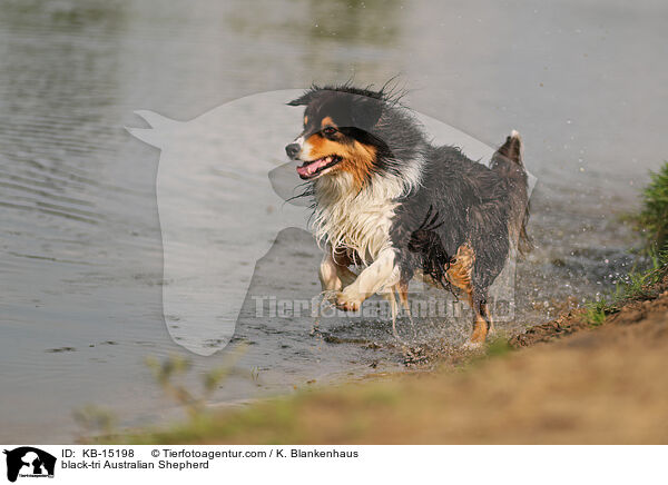 black-tri Australian Shepherd / black-tri Australian Shepherd / KB-15198