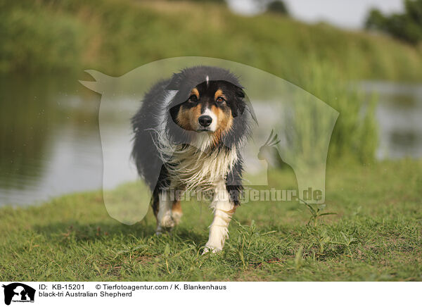 black-tri Australian Shepherd / black-tri Australian Shepherd / KB-15201