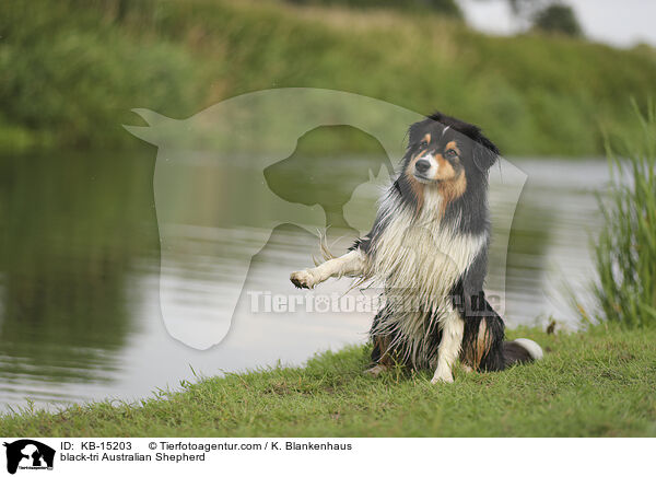 black-tri Australian Shepherd / black-tri Australian Shepherd / KB-15203