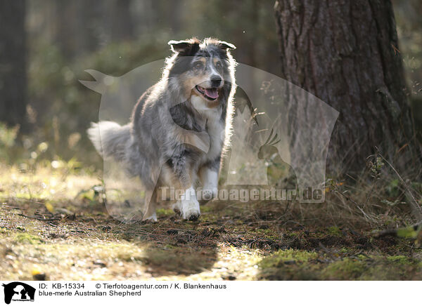blue-merle Australian Shepherd / blue-merle Australian Shepherd / KB-15334