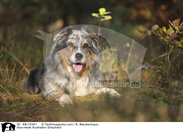 blue-merle Australian Shepherd / blue-merle Australian Shepherd / KB-15341