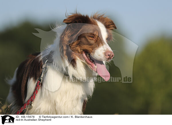 red-tri Australian Shepherd / red-tri Australian Shepherd / KB-15678