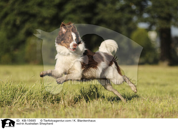 red-tri Australian Shepherd / red-tri Australian Shepherd / KB-15685