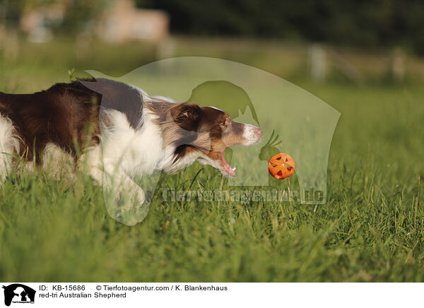red-tri Australian Shepherd / red-tri Australian Shepherd / KB-15686